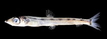 To FishBase images (<i>Glossanodon kotakamaru</i>, Japan, by Endo, H.)