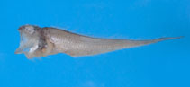 To FishBase images (<i>Glyptophidium lucidum</i>, by Shao, K.T.)