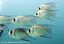 To FishBase images (<i>Glaucosoma magnificum</i>, Australia, by Brennan, L.)