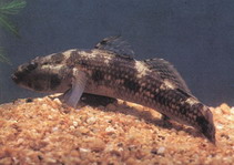 To FishBase images (<i>Glossogobius olivaceus</i>, by CAFS)