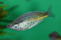 Image of Glossolepis ramuensis (Ramu rainbowfish)