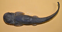 Image of Glyptosternon reticulatum (Turkestan catfish)