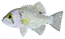 To FishBase images (<i>Glaucosoma scapulare</i>, Australia, by Yau, B.)
