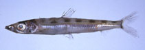 To FishBase images (<i>Glossanodon semifasciatus</i>, Japan, by Suzuki, T.)