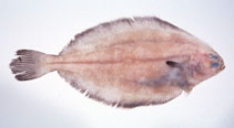 To FishBase images (<i>Glyptocephalus stelleri</i>, Japan, by Suzuki, T.)