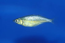 Image of Glossolepis wanamensis (Lake Wanam rainbowfish)