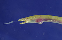 To FishBase images (<i>Glenoglossa wassi</i>, Philippines, by Williams, J.T.)