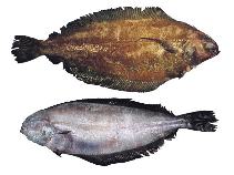 To FishBase images (<i>Glyptocephalus zachirus</i>, Canada, by Archipelago Marine Research Ltd.)