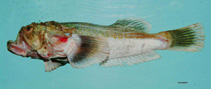 To FishBase images (<i>Xenocephalus egregius</i>, by NOAA\NMFS\Mississippi Laboratory)