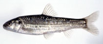 To FishBase images (<i>Gnathopogon elongatus</i>, Japan, by Senou, H.)