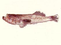 To FishBase images (<i>Gnathagnus elongatus</i>, by CSIRO)