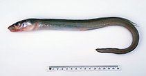 To FishBase images (<i>Gnathophis grahami</i>, Australia, by Graham, K.)