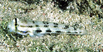 To FishBase images (<i>Gnatholepis pascuensis</i>, Easter I., by Randall, J.E.)