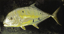To FishBase images (<i>Gnathanodon speciosus</i>, by Randall, J.E.)