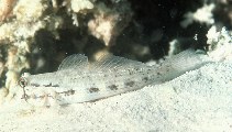 To FishBase images (<i>Gnatholepis thompsoni</i>, Virgin Is. (US), by Randall, J.E.)