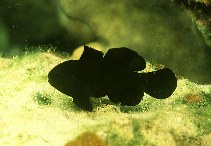 To FishBase images (<i>Gobiodon acicularis</i>, Palau, by Randall, J.E.)