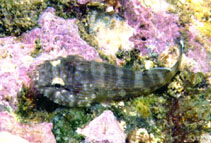 Image of Gobiesox adustus (Panamic clingfish)
