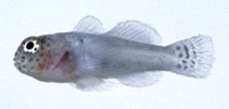 Image of Gobiodon albofasciatus (Whitelined coral goby)
