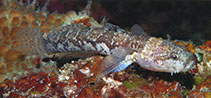 To FishBase images (<i>Gobiopsis angustifrons</i>, Indonesia, by Allen, G.R.)