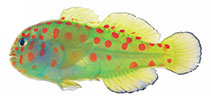 To FishBase images (<i>Gobiodon aoyagii</i>, Ryukyu Is., by Suzuki, T.)