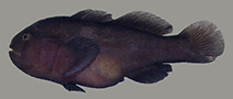To FishBase images (<i>Gobiodon ater</i>, Egypt, by Herler, J.)