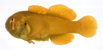 Image of Gobiodon atrangulatus 