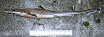 To FishBase images (<i>Gollum attenuatus</i>, New Zealand, by Duffy, C.)