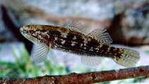 To FishBase images (<i>Gobiomorphus australis</i>, Australia, by Aland, G.)