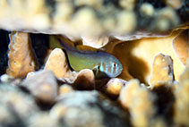 Image of Gobiodon axillaris (Red-striped coralgoby)