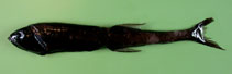 Image of Sigmops bathyphilus (Spark anglemouth)