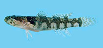 To FishBase images (<i>Gobiopsis bravoi</i>, Philippines, by Winterbottom, R.)