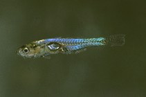 To FishBase images (<i>Gobiopterus brachypterus</i>, by Ott, G.)