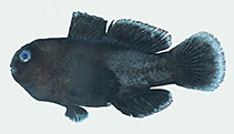 Image of Gobiodon ceramensis (Ceram coralgoby)