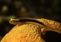 To FishBase images (<i>Gobiosoma chancei</i>, Barbados, by Randall, J.E.)