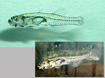 To FishBase images (<i>Gobiopterus chuno</i>, by Nonogaki, H.)