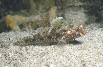 Image of Gobius cruentatus (Red-mouthed goby)
