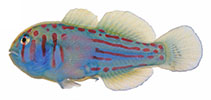 Image of Gobiodon erythrospilus 