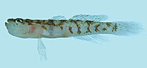 To FishBase images (<i>Gobiopsis exigua</i>, Palau, by Winterbottom, R.)
