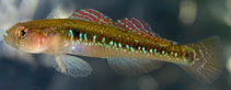 To FishBase images (<i>Gobiusculus flavescens</i>, Sweden, by Svensson, A.)