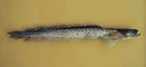 To FishBase images (<i>Gobioides grahamae</i>, Brazil, by Carvalho Filho, A.)
