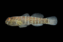 To FishBase images (<i>Gobiosoma alfiei</i>, Brazil, by Macieira, R.M.)