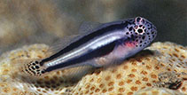 Image of Gobiodon heterospilos (Head and tailspotted coralgoby)