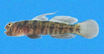 To FishBase images (<i>Gobiosoma hildebrandi</i>, Panama, by Robertson, R.)
