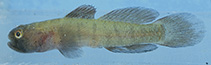 To FishBase images (<i>Gobiosoma homochroma</i>, Panama, by Van Tassell, J.)