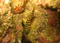 To FishBase images (<i>Gorogobius nigricinctus</i>, Senegal, by Wirtz, P.)