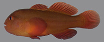 To FishBase images (<i>Gobiodon irregularis</i>, Egypt, by Herler, J.)