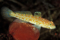 To FishBase images (<i>Gobius kolombatovici</i>, Croatia, by Furlan, B.)