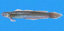 Image of Gobionellus liolepis 