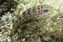 To FishBase images (<i>Gobiesox lucayanus</i>, Bahamas, by Johnson, L.)