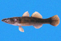 To FishBase images (<i>Gobiomorus maculatus</i>, Panama, by Robertson, R.)